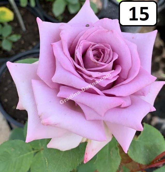 Храстовидна роза номер 15