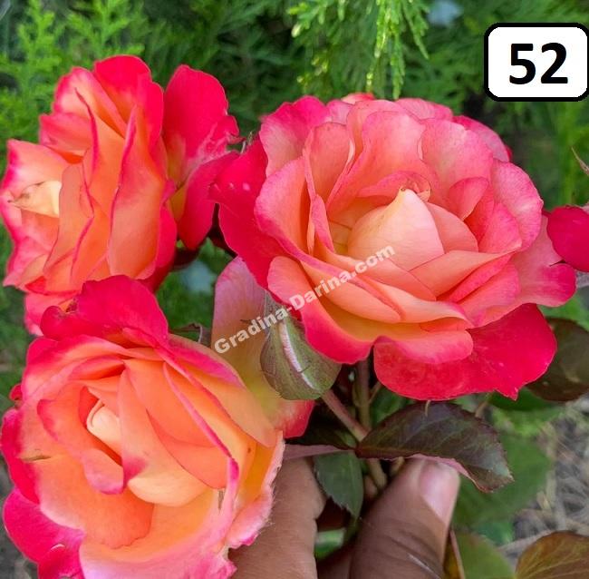Храстовидна роза номер 52