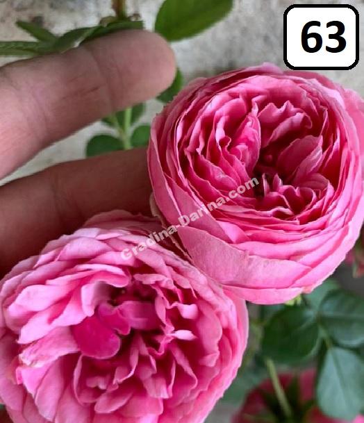 Храстовидна роза номер 63