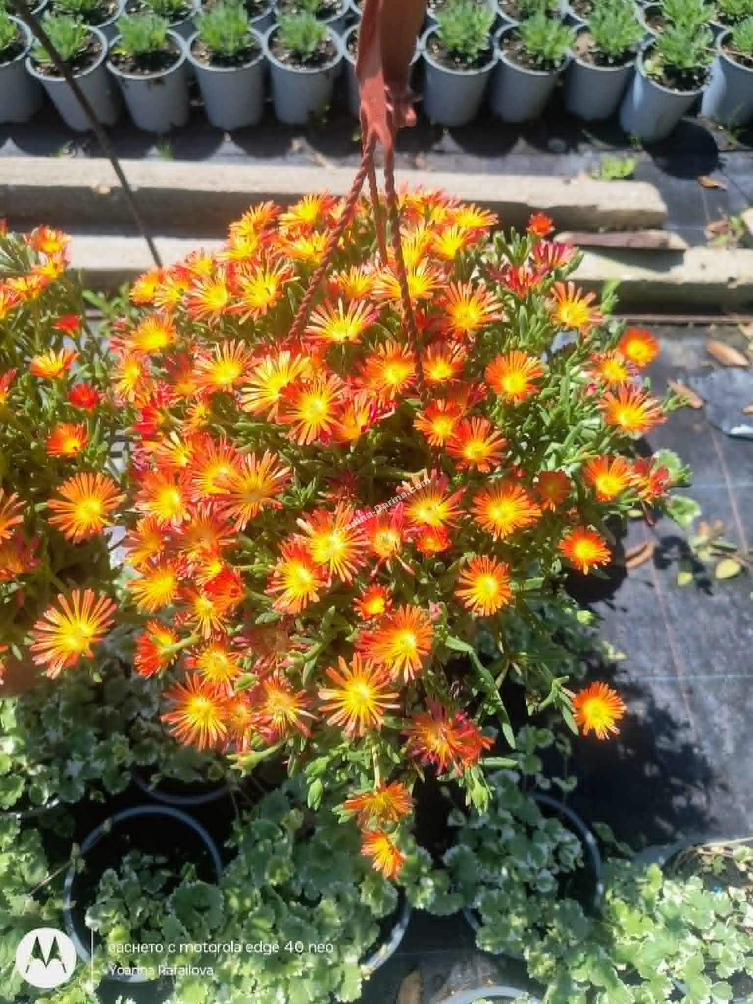 Делсоперма в кошница сорт Делмара оранжева - Image 2